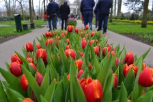 Волшебная страна тюльпанов в Амстердаме - лучше один раз увидеть! (ФОТО)