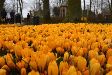 Волшебная страна тюльпанов в Амстердаме - лучше один раз увидеть! (ФОТО)