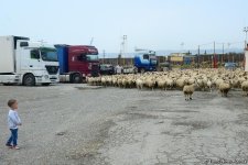 В Азербайджане завершается подготовка к массовому забою скота в праздник Гурбан